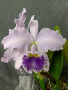 Cattleya labiata