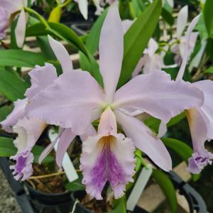 Cattleya labiata