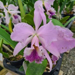 Cattleya labiata