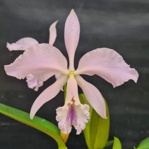 Cattleya labiata