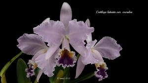 Cattleya labiata