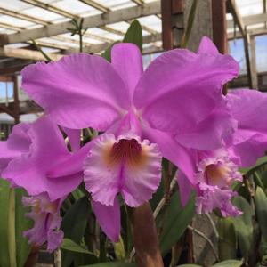 Cattleya labiata