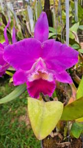 Cattleya labiata