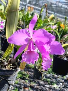 Cattleya labiata