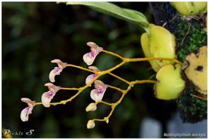 Bulbophyllum anceps