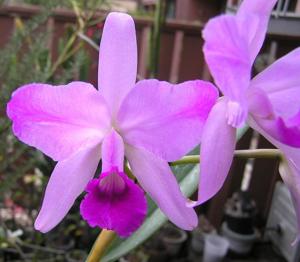 Cattleya lawrenceana