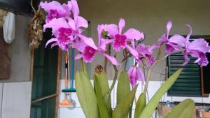 Cattleya lobata