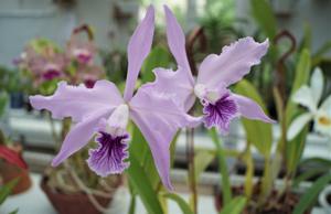 Cattleya lobata