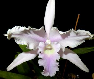 Cattleya lobata