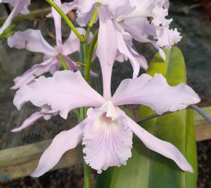 Cattleya lobata