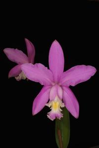 Cattleya loddigesii