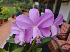 Cattleya loddigesii