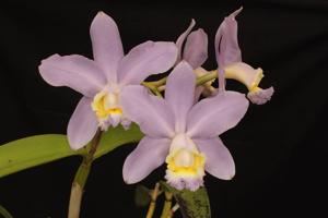 Cattleya loddigesii