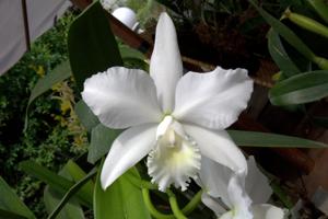 Cattleya loddigesii