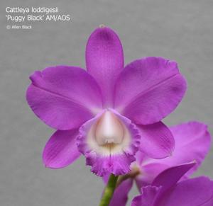 Cattleya loddigesii