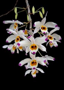 Dendrobium wardianum