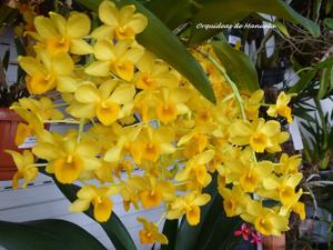 Dendrobium densiflorum