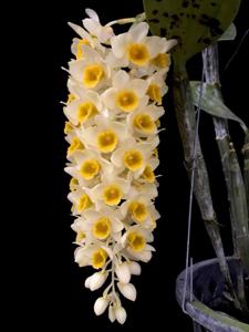 Dendrobium densiflorum