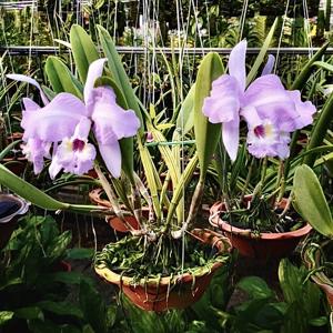 Cattleya lueddemanniana