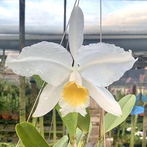 Cattleya lueddemanniana