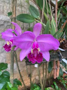 Cattleya lueddemanniana