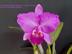 Cattleya lueddemanniana