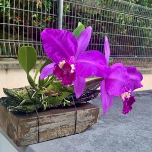 Cattleya lueddemanniana