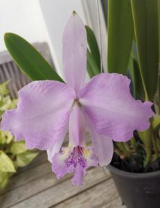 Cattleya lueddemanniana