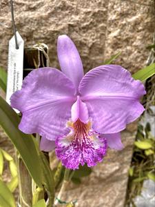 Cattleya lueddemanniana