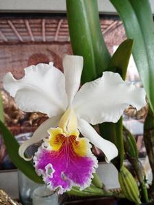 Cattleya lueddemanniana