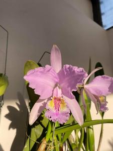 Cattleya lueddemanniana