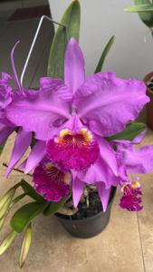 Cattleya lueddemanniana