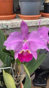 Cattleya lueddemanniana