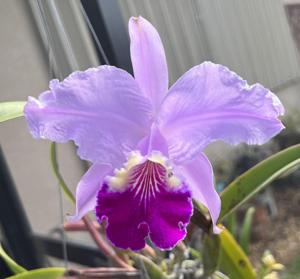 Cattleya lueddemanniana