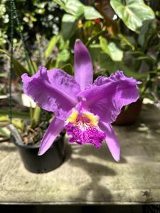 Cattleya lueddemanniana