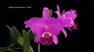 Cattleya lueddemanniana