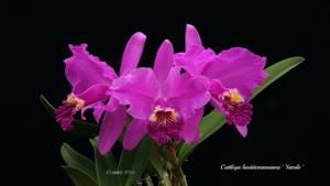 Cattleya lueddemanniana