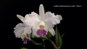 Cattleya lueddemanniana