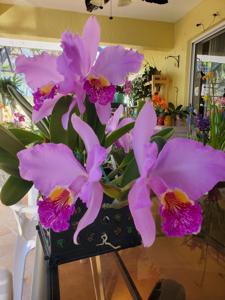 Cattleya lueddemanniana