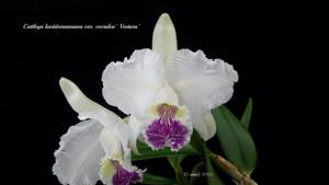 Cattleya lueddemanniana