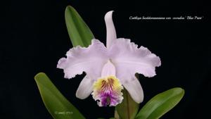 Cattleya lueddemanniana