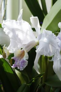 Cattleya lueddemanniana