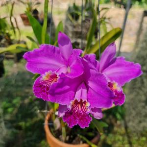 Cattleya lueddemanniana