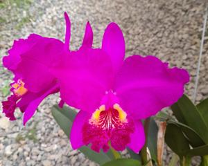 Cattleya lueddemanniana