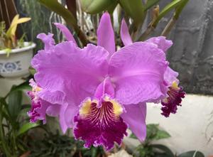 Cattleya lueddemanniana