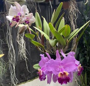 Cattleya lueddemanniana