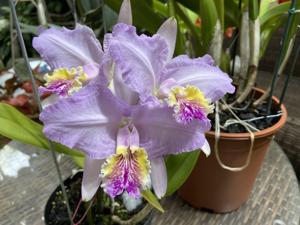 Cattleya lueddemanniana