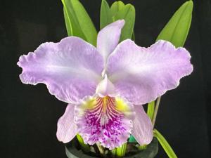 Cattleya lueddemanniana