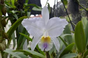 Cattleya lueddemanniana