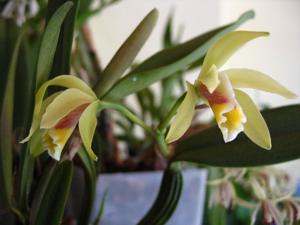 Cattleya luteola